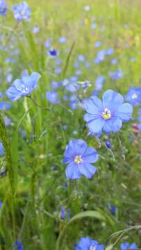 Image of Asian flax