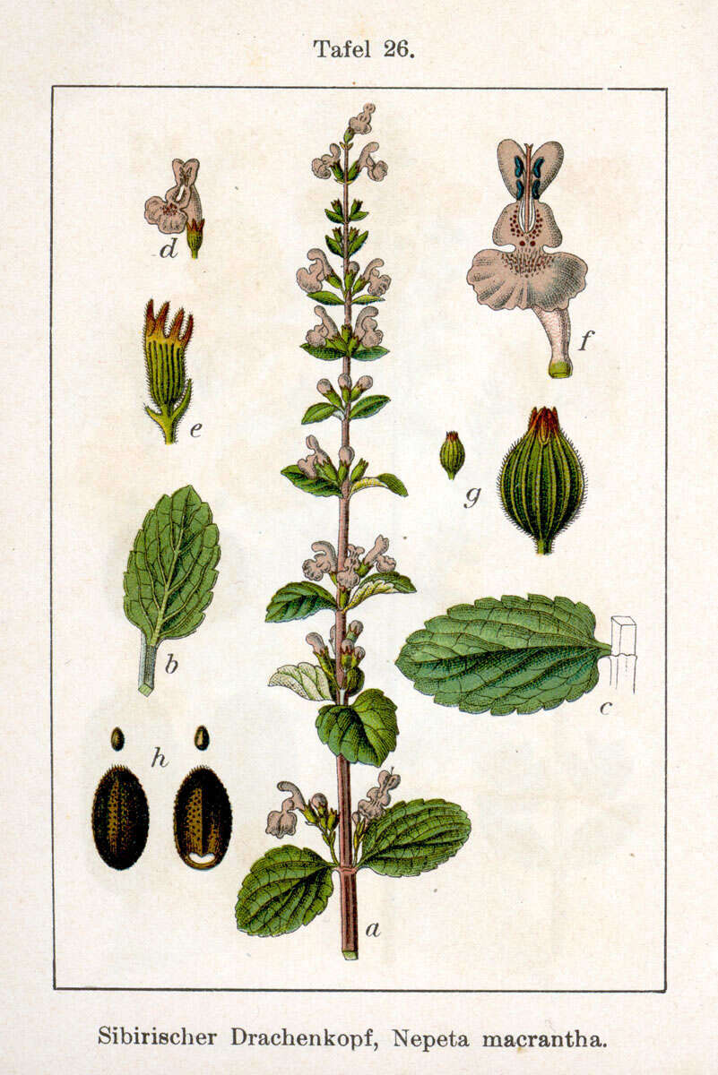 Image of Nepeta sibirica L.