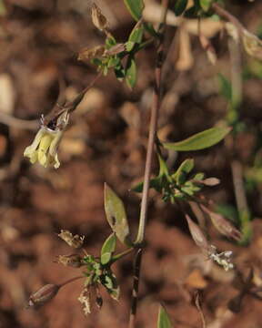 Imagem de Goodenia modesta J. M. Black