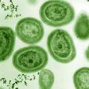 Image of Prochlorococcus