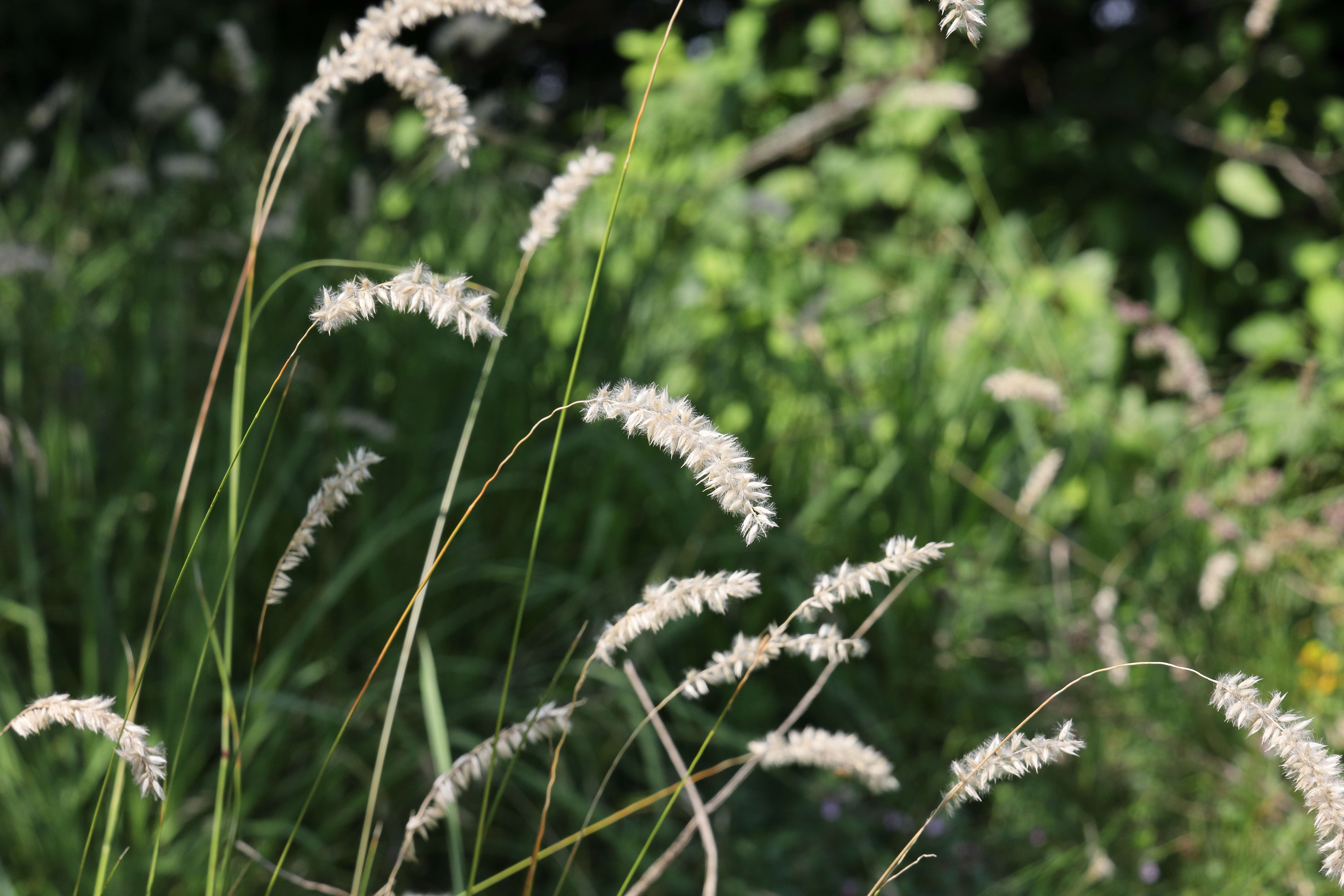 Image de Melica transsilvanica Schur