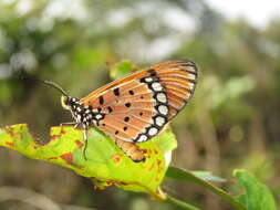 Image of Acraea terpsicore