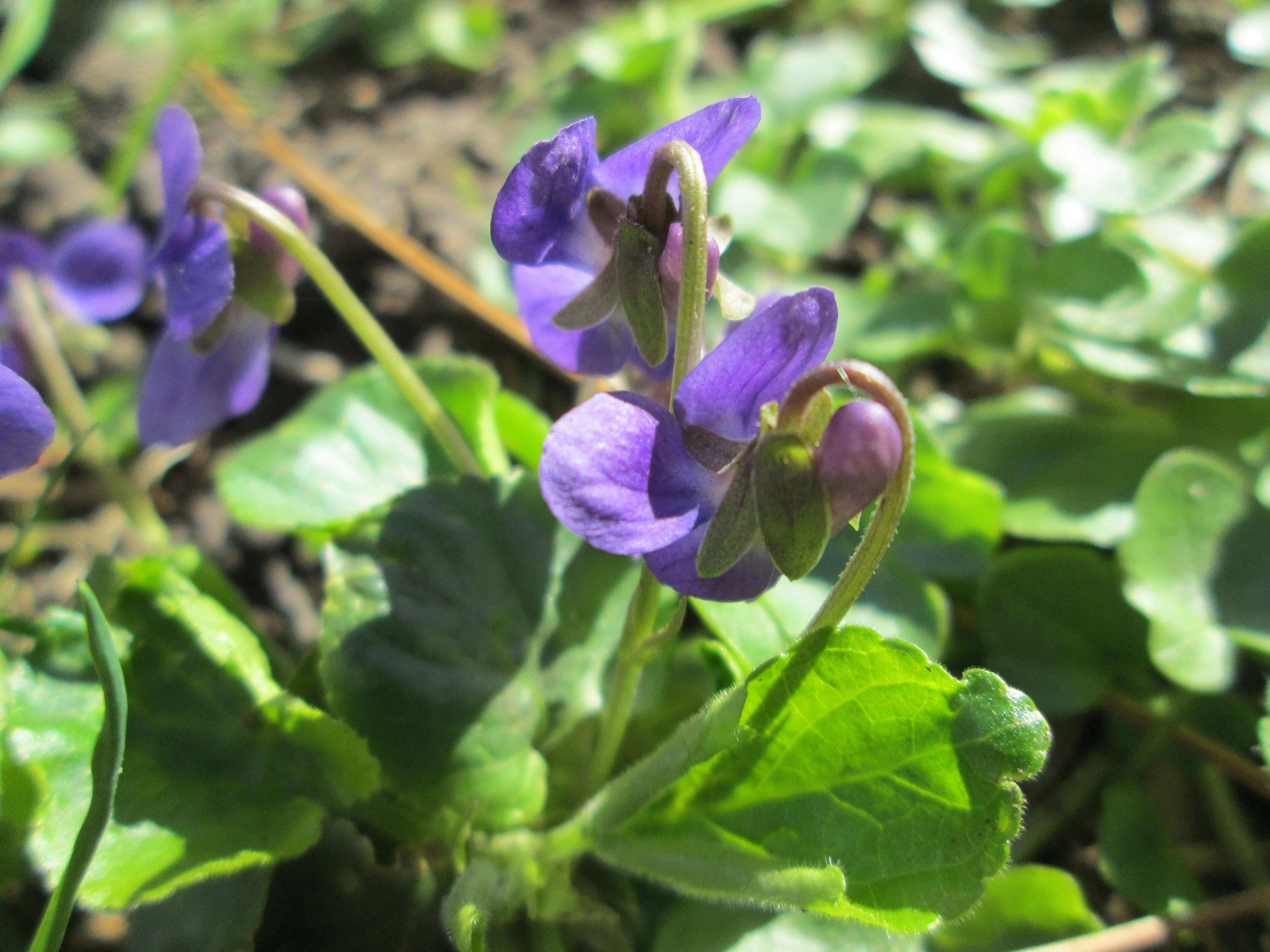 Image of sweet violet