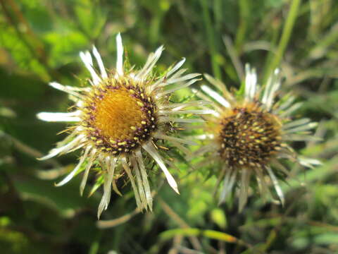 Image of carline thistle