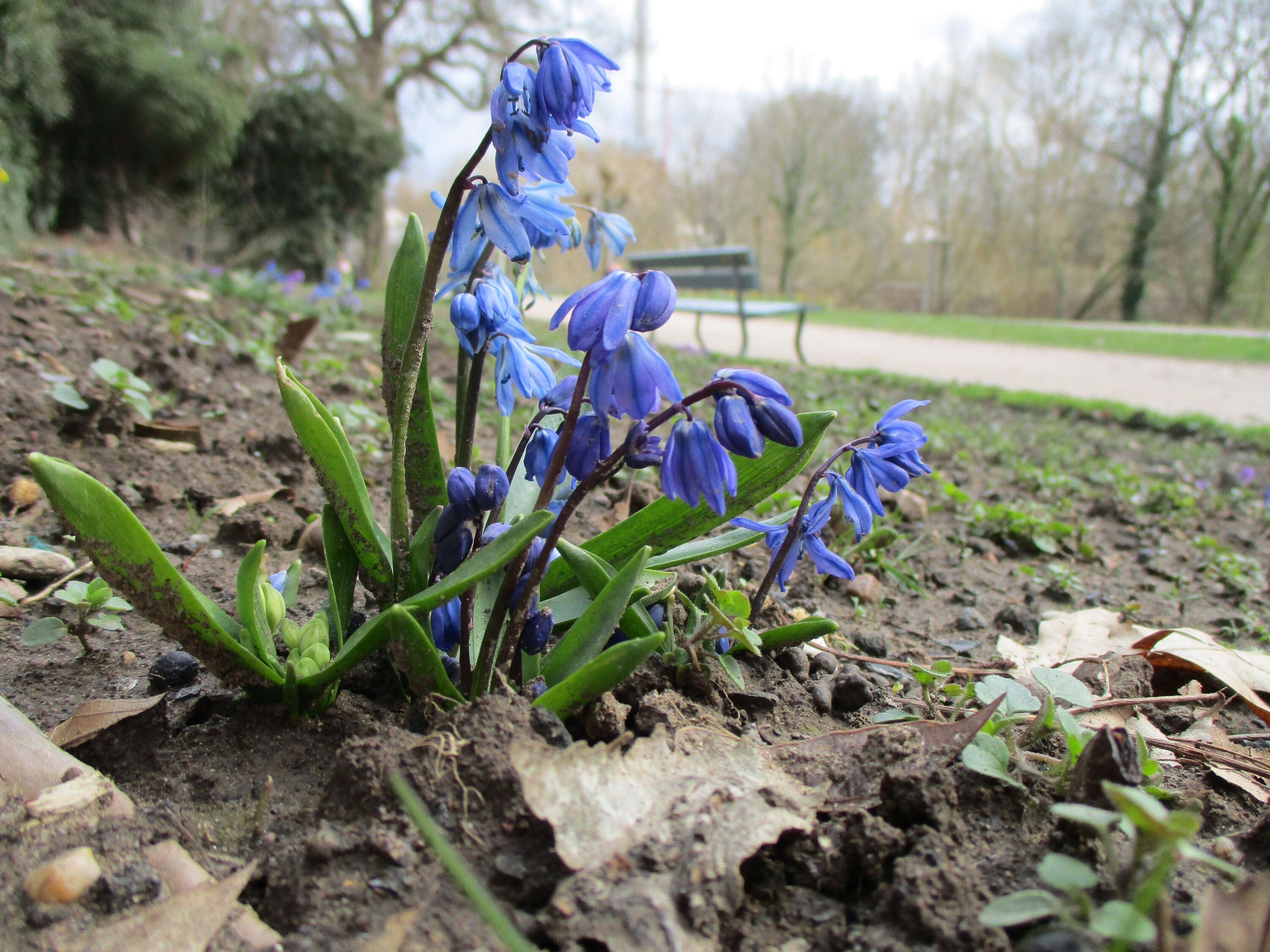 Image de Scilla luciliae (Boiss.) Speta