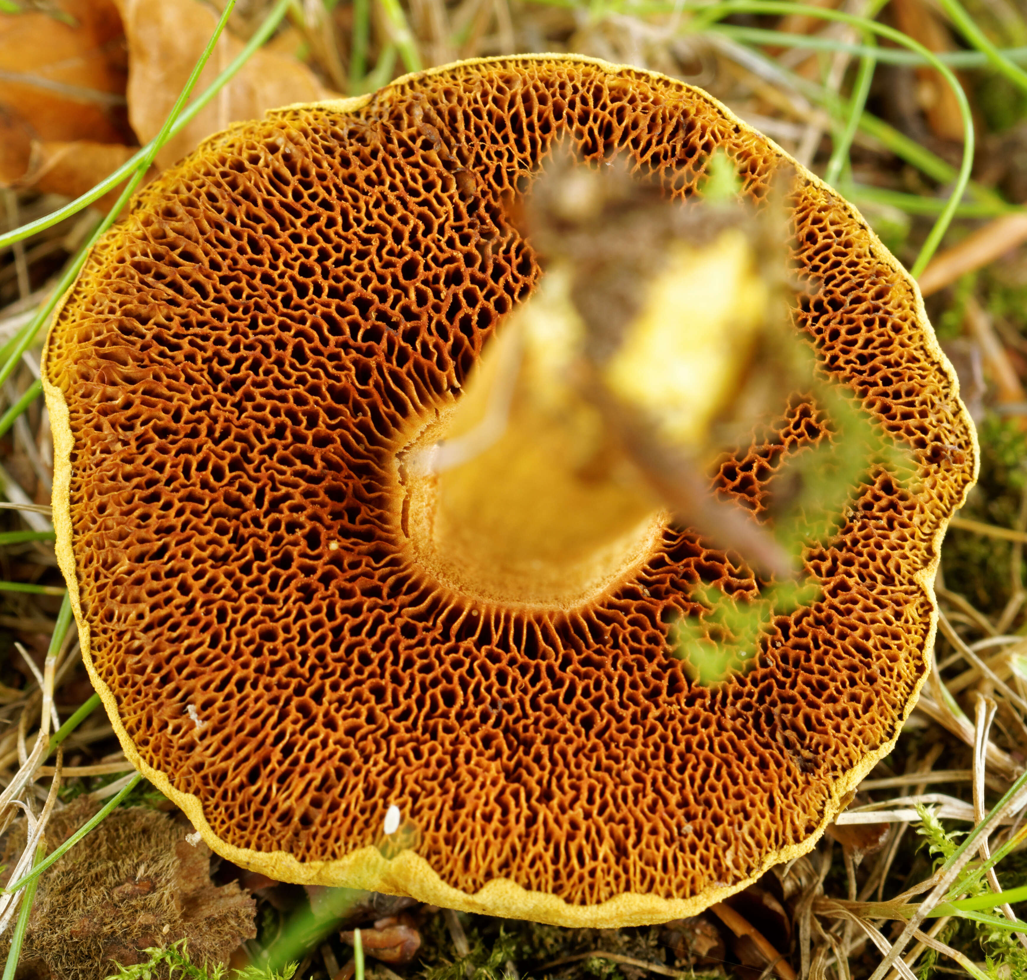 Image of Chalciporus piperatus