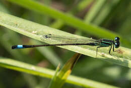 Imagem de Ischnura elegans (Vander Linden 1820)