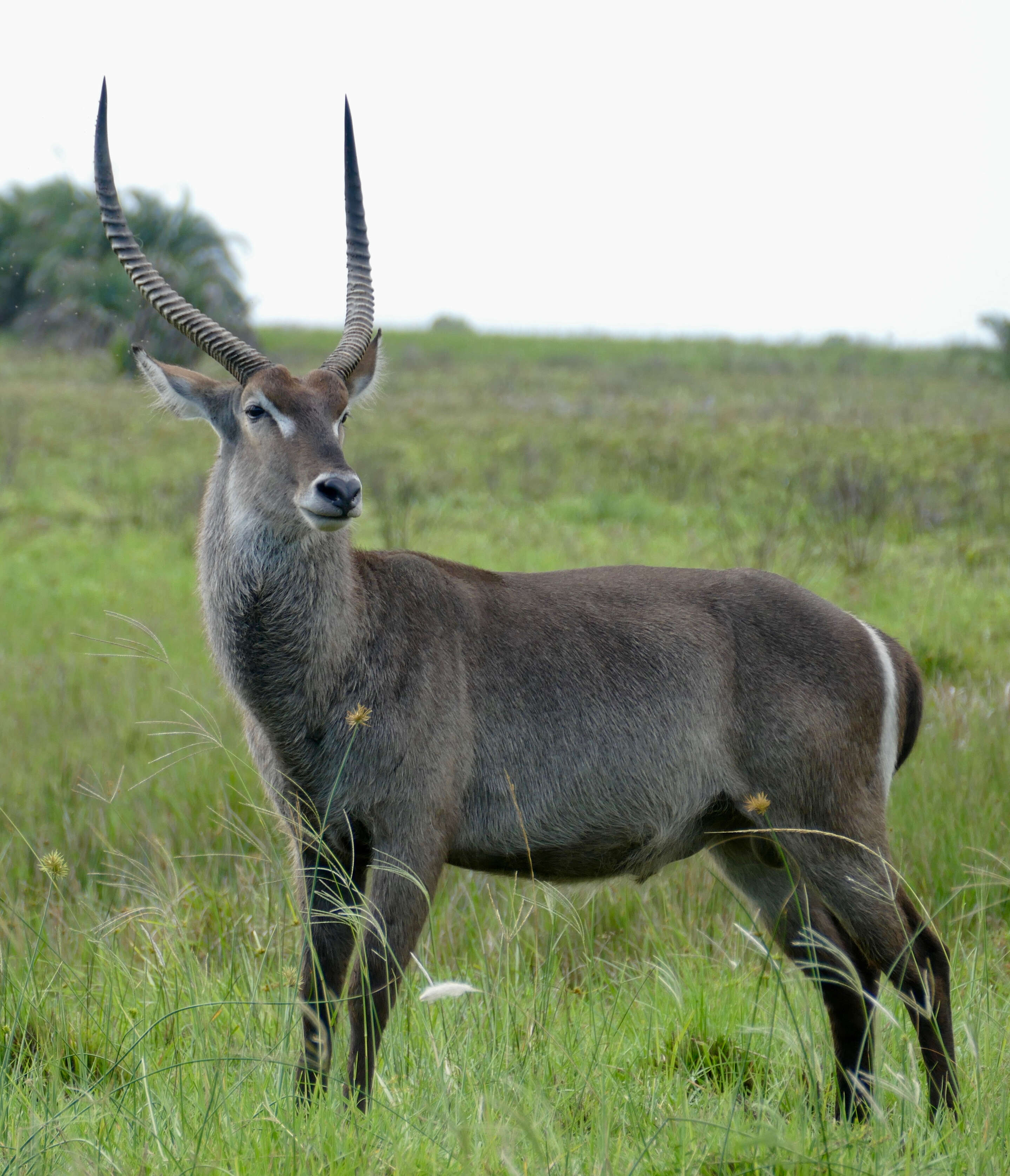 Image of Reduncinae