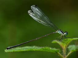 Image of Melanoneura bilineata Fraser 1922