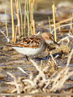 Image of Little Stint