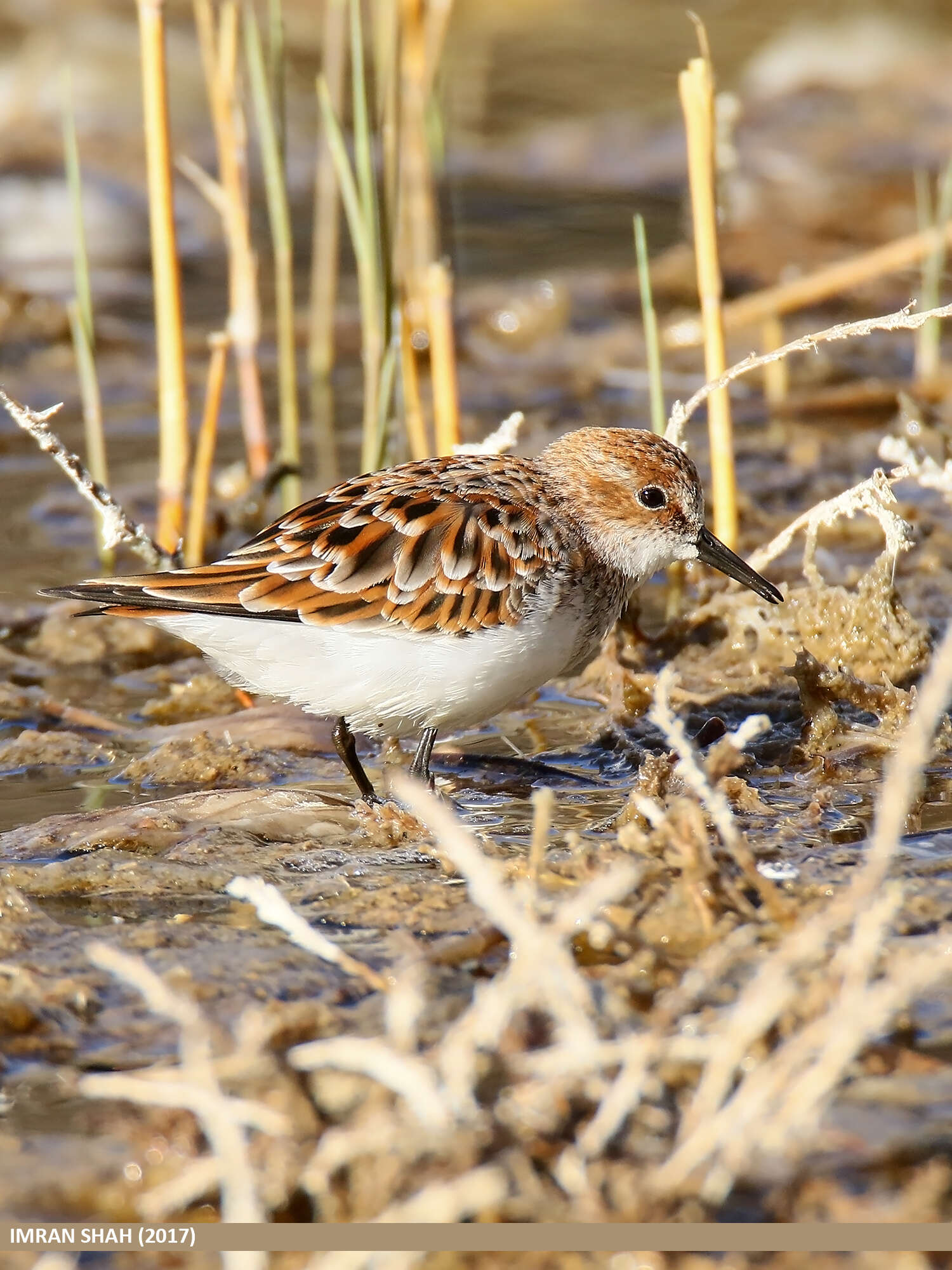 Image of Little Stint