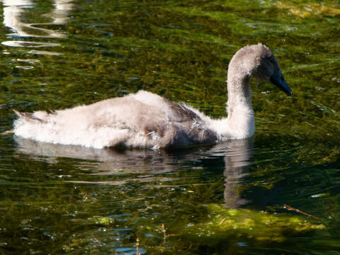 Image of Mute Swan