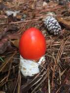 Image of American Caesar's Mushroom