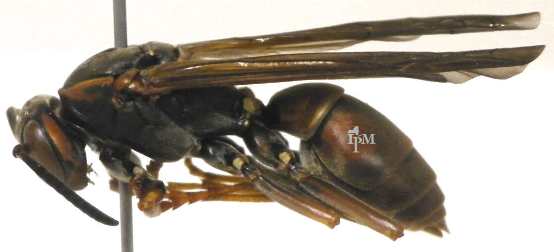 Image of Northern Paper Wasp