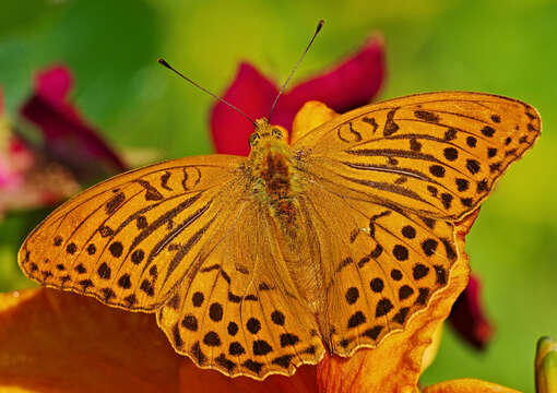 Image of silver-washed fritillary