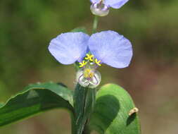 Image of Blousel Blommetjie