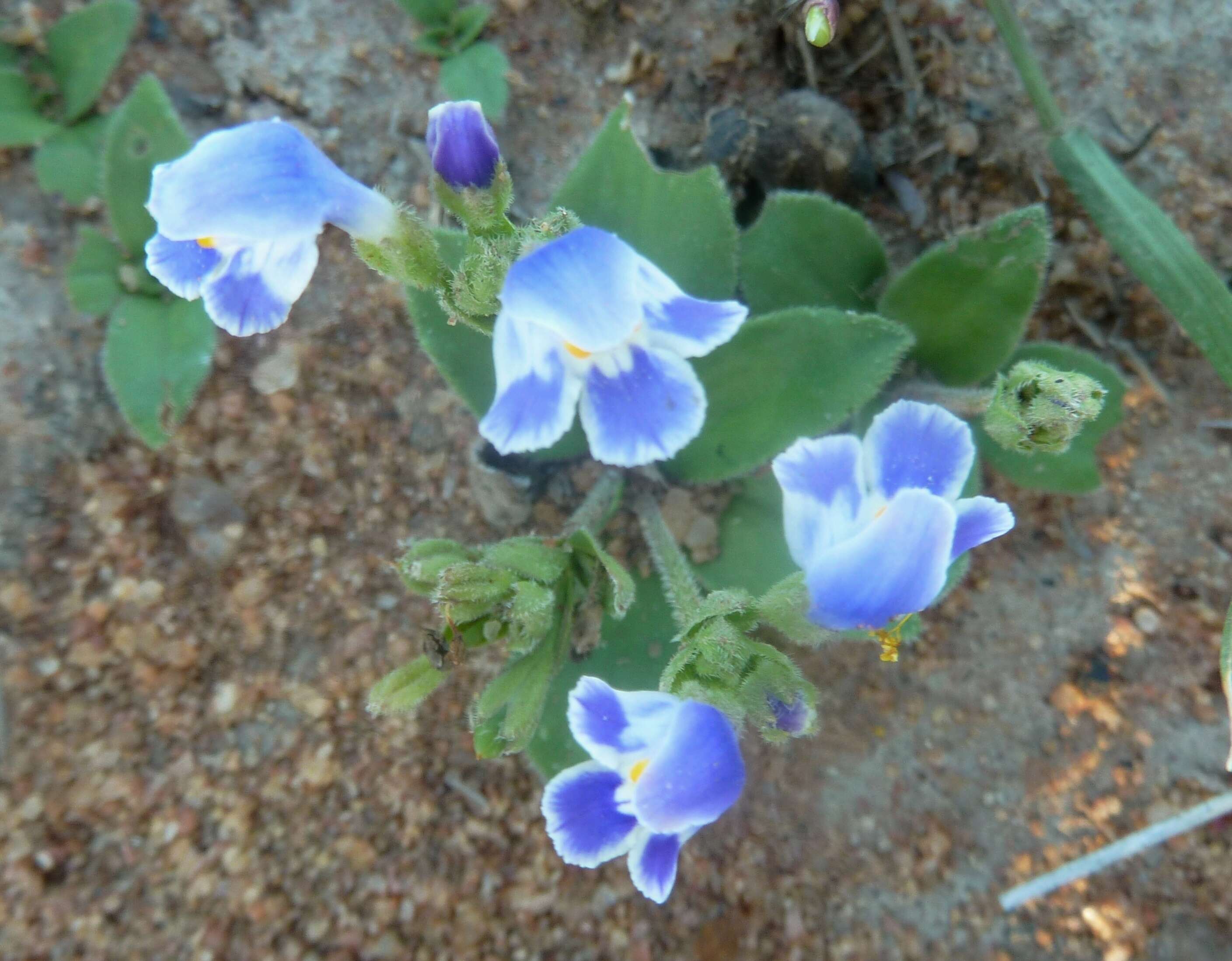 Image de Craterostigma plantagineum Hochst.