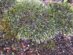 Image of pulvinate dry rock moss