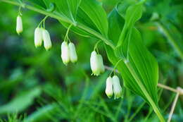 Image de Polygonatum biflorum (Walter) Elliott