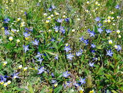 Image of herbaceous periwinkle