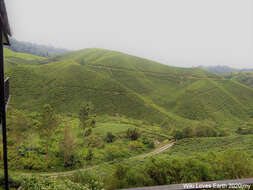 Image of Tea plant