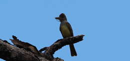 Image of Great Crested Flycatcher