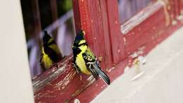 Image of Black-lored Tit