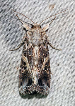 Image of Yellow-striped Armyworm Moth