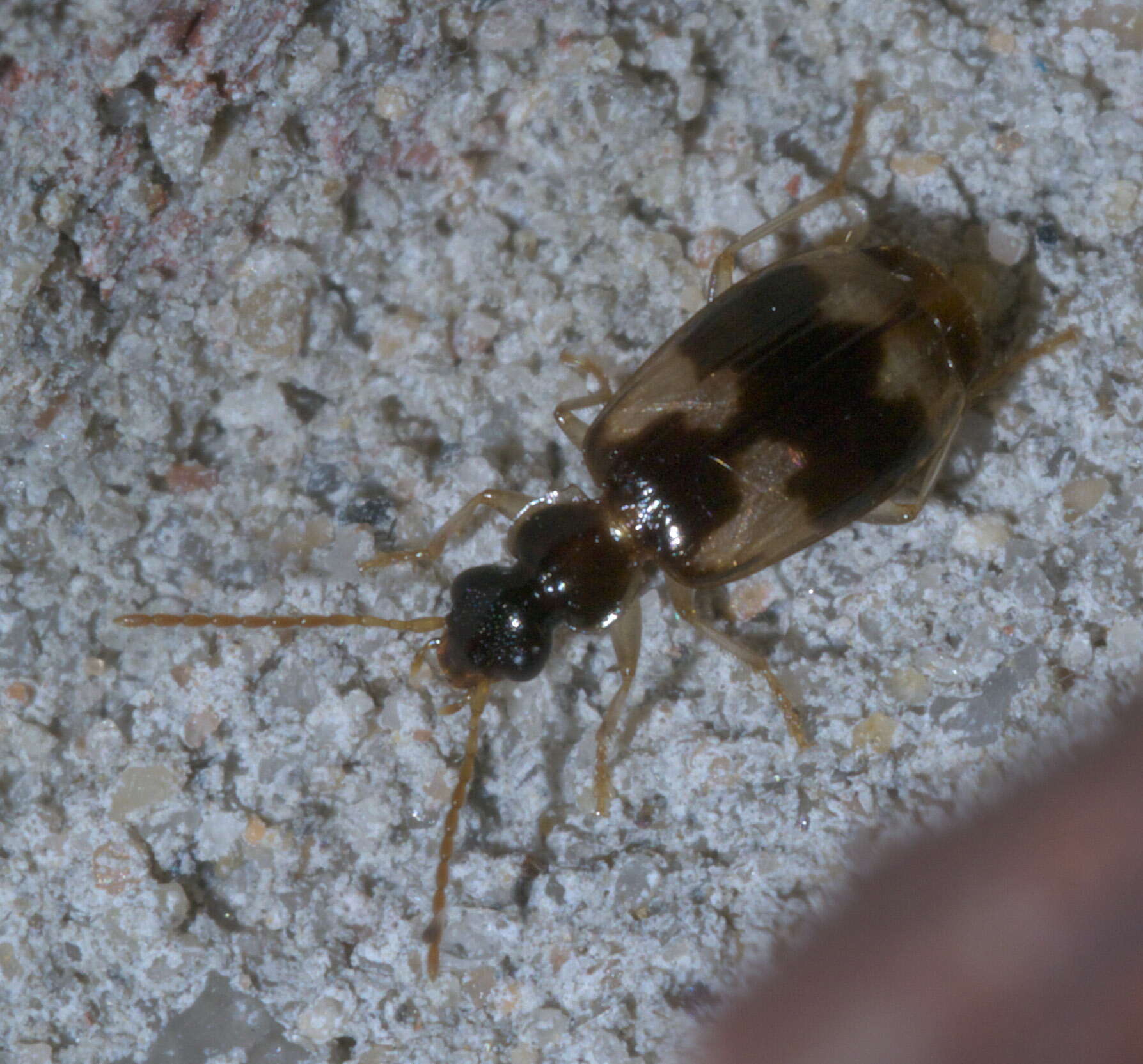 Plancia ëd Lebia (Lebia) lobulata Le Conte 1863