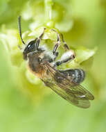 Image of Andrena helvola (Linnaeus 1758)