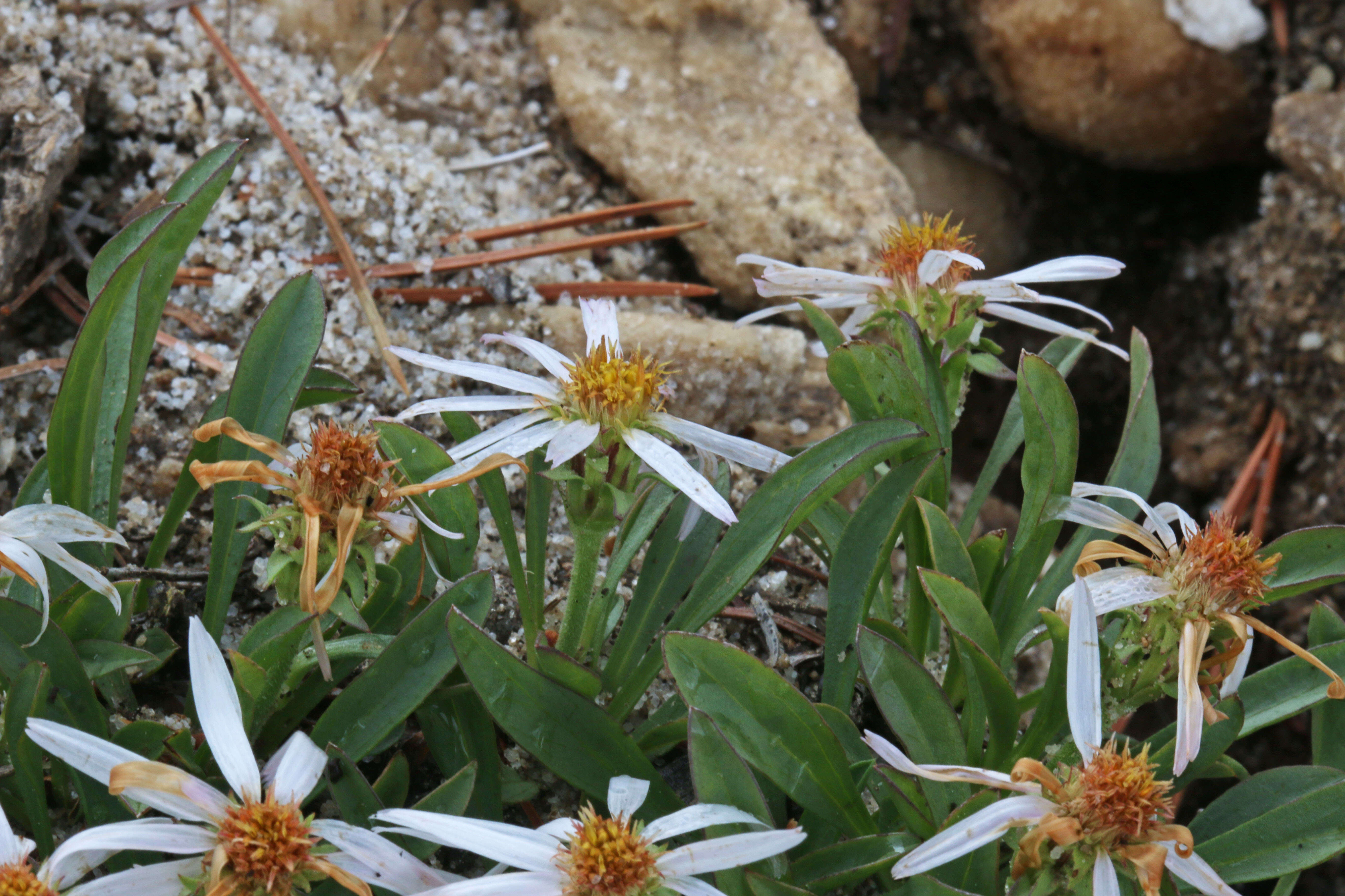 Image of King's serpentweed