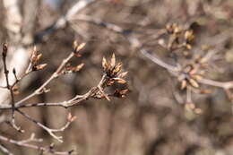 Imagem de Acer triflorum Kom.