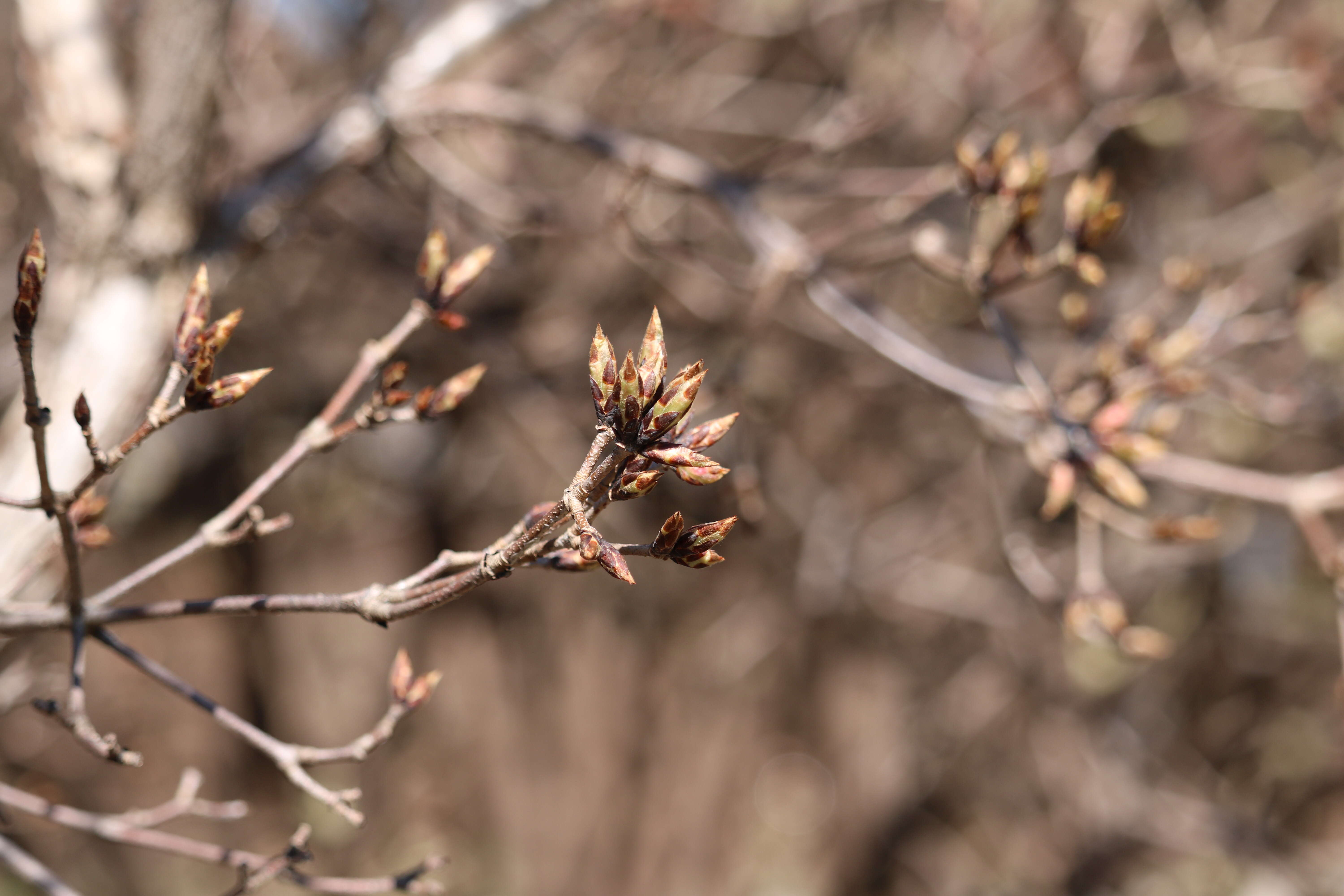 Imagem de Acer triflorum Kom.