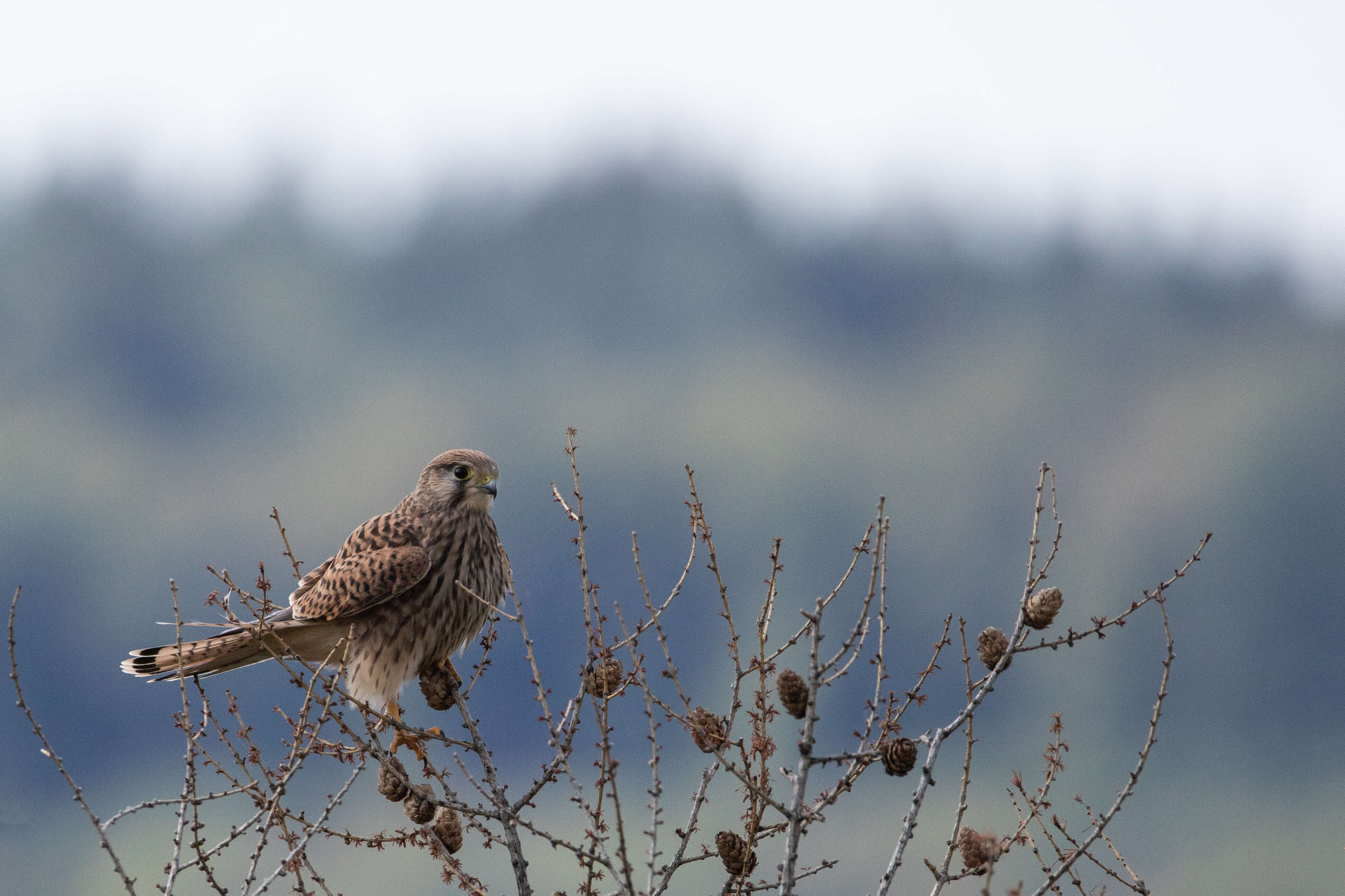 Image of kestrel, common kestrel