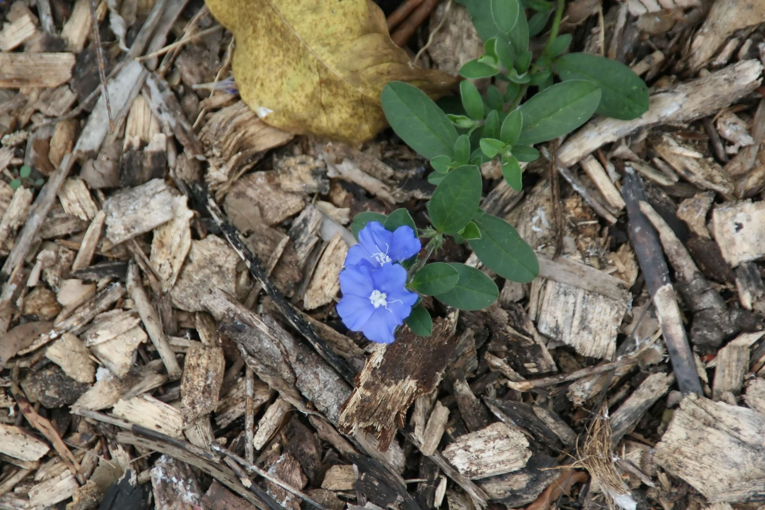 Image of Brazilian dwarf morning-glory