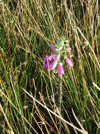 Imagem de Digitalis purpurea L.