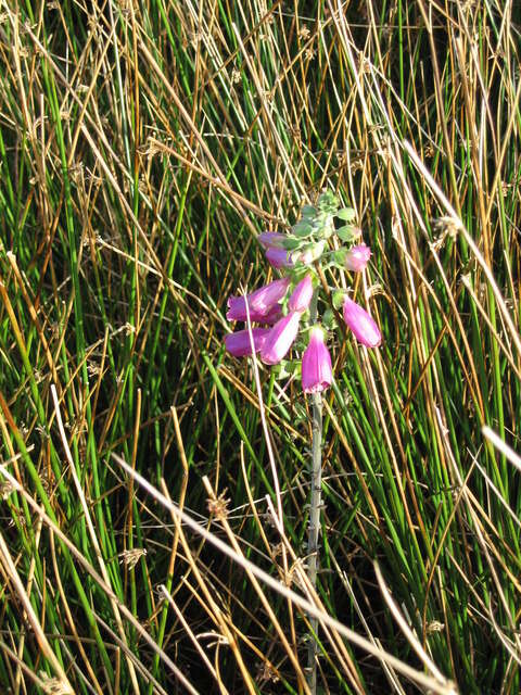 Imagem de Digitalis purpurea L.