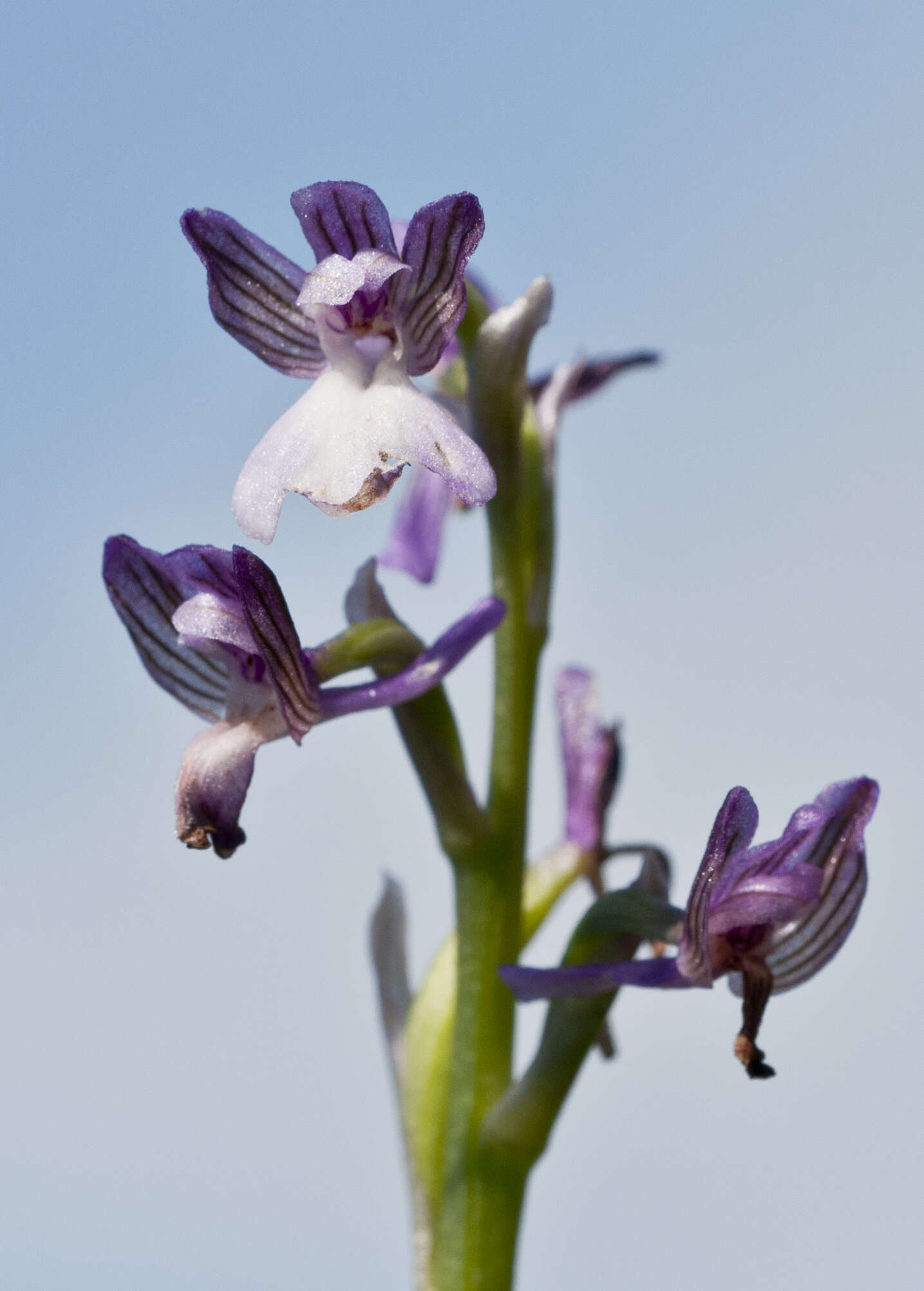 Image of Anacamptis morio subsp. syriaca (E. G. Camus) H. Kretzschmar, Eccarius & H. Dietr.