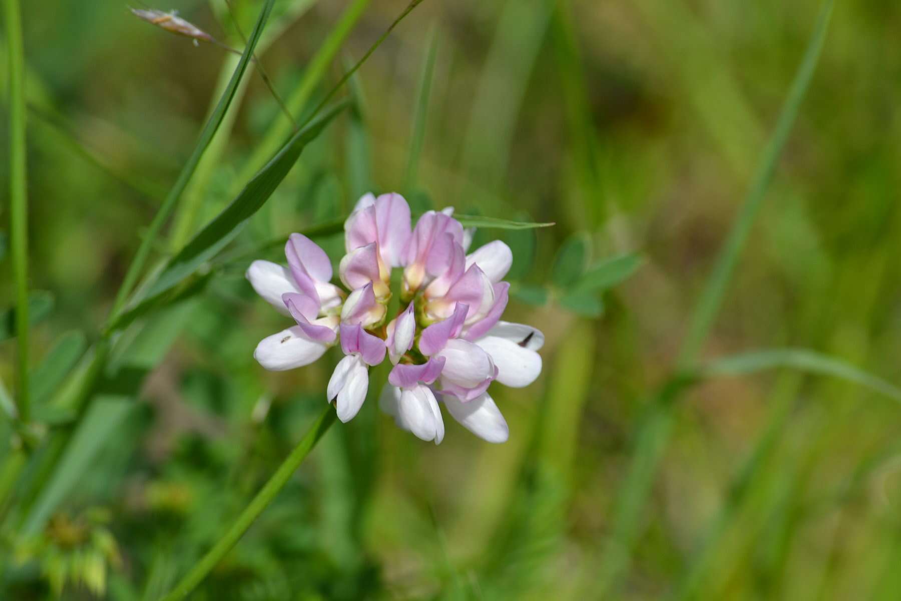 Imagem de Securigera varia (L.) Lassen