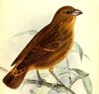 Image of Principe Seedeater