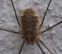 Image of Opilio canestrinii