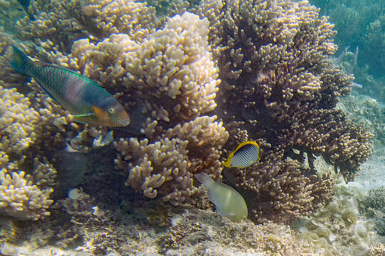 Image of Black-back Butterflyfish