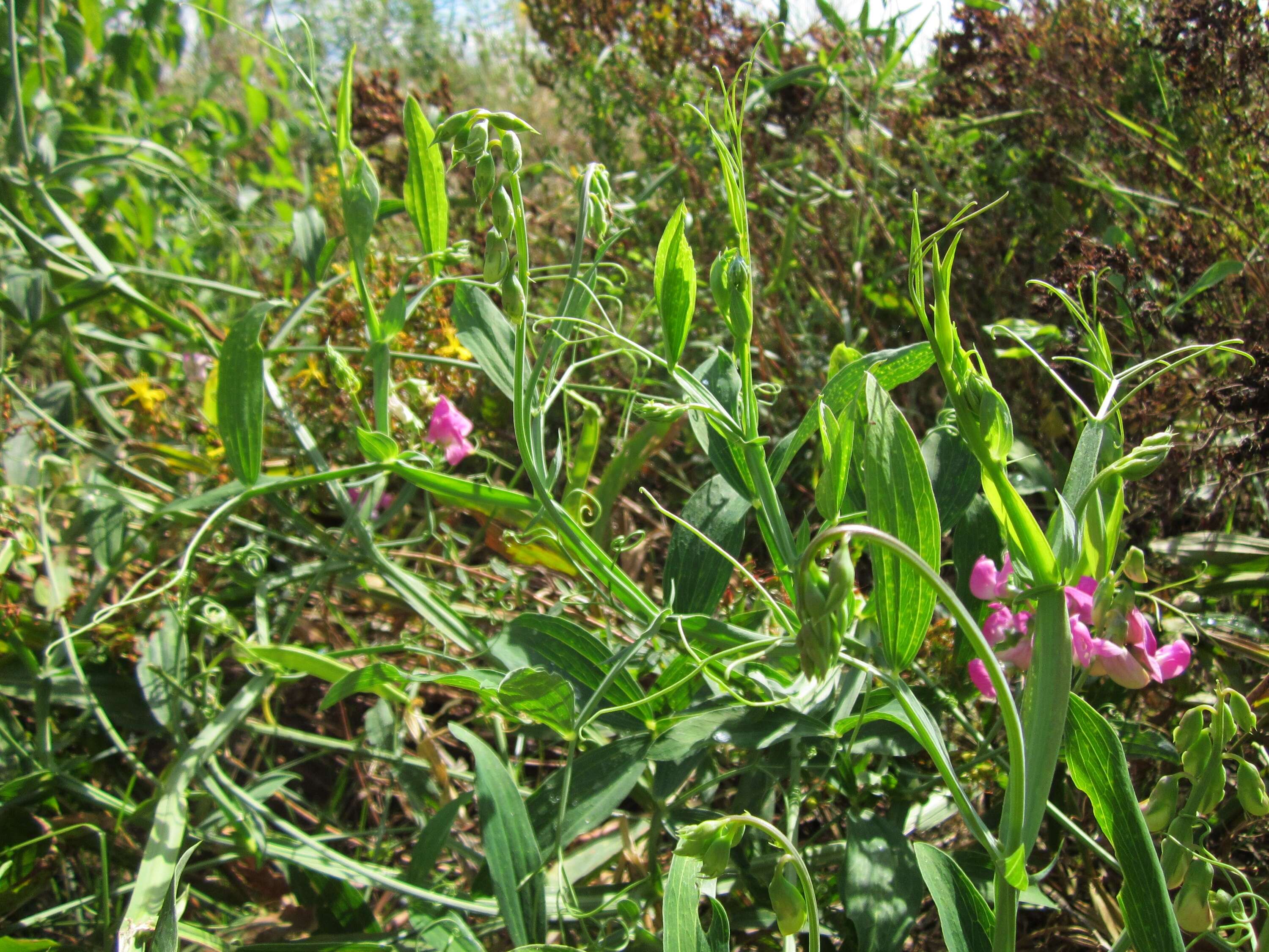 Lathyrus latifolius L. resmi