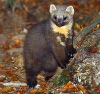 Image of European Pine Marten