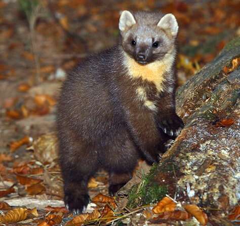 Image of European Pine Marten