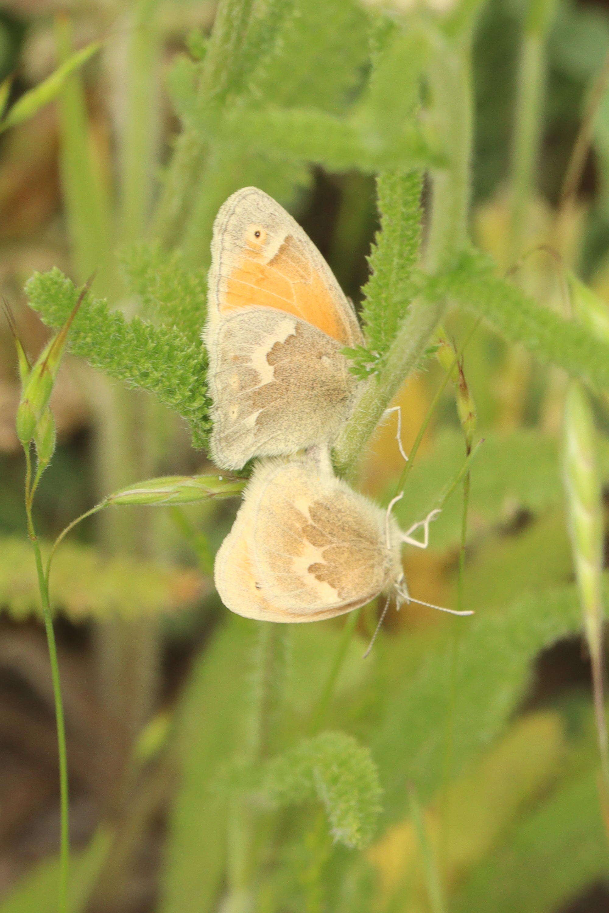 Image of Common Ringlet