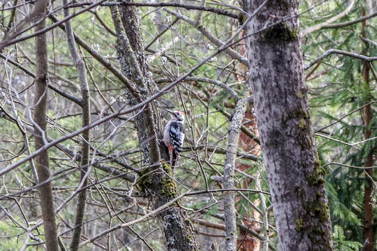 Image of White-backed Woodpecker