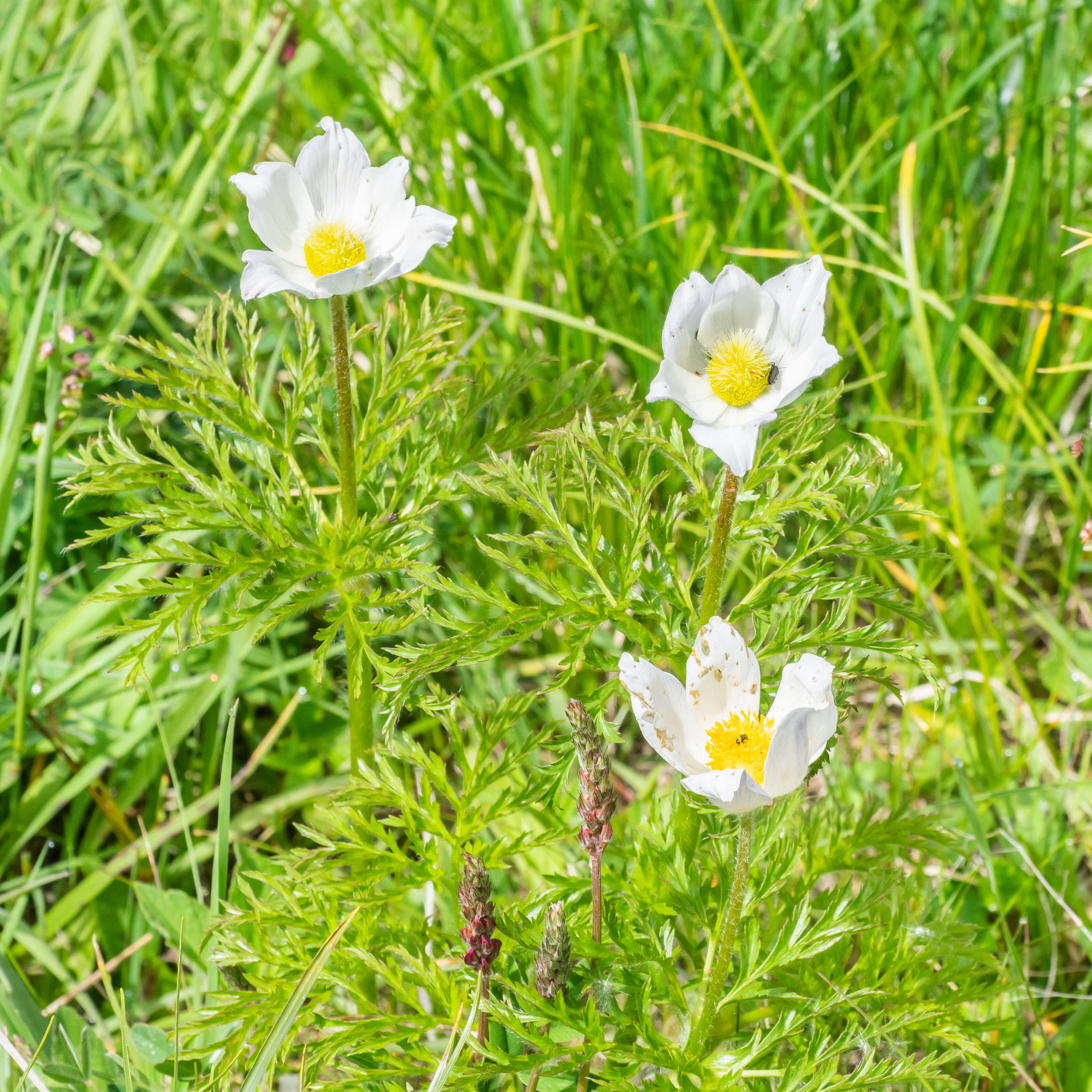 Image de Pulsatille des Alpes