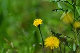 Image of Hairy Cat's-Ear