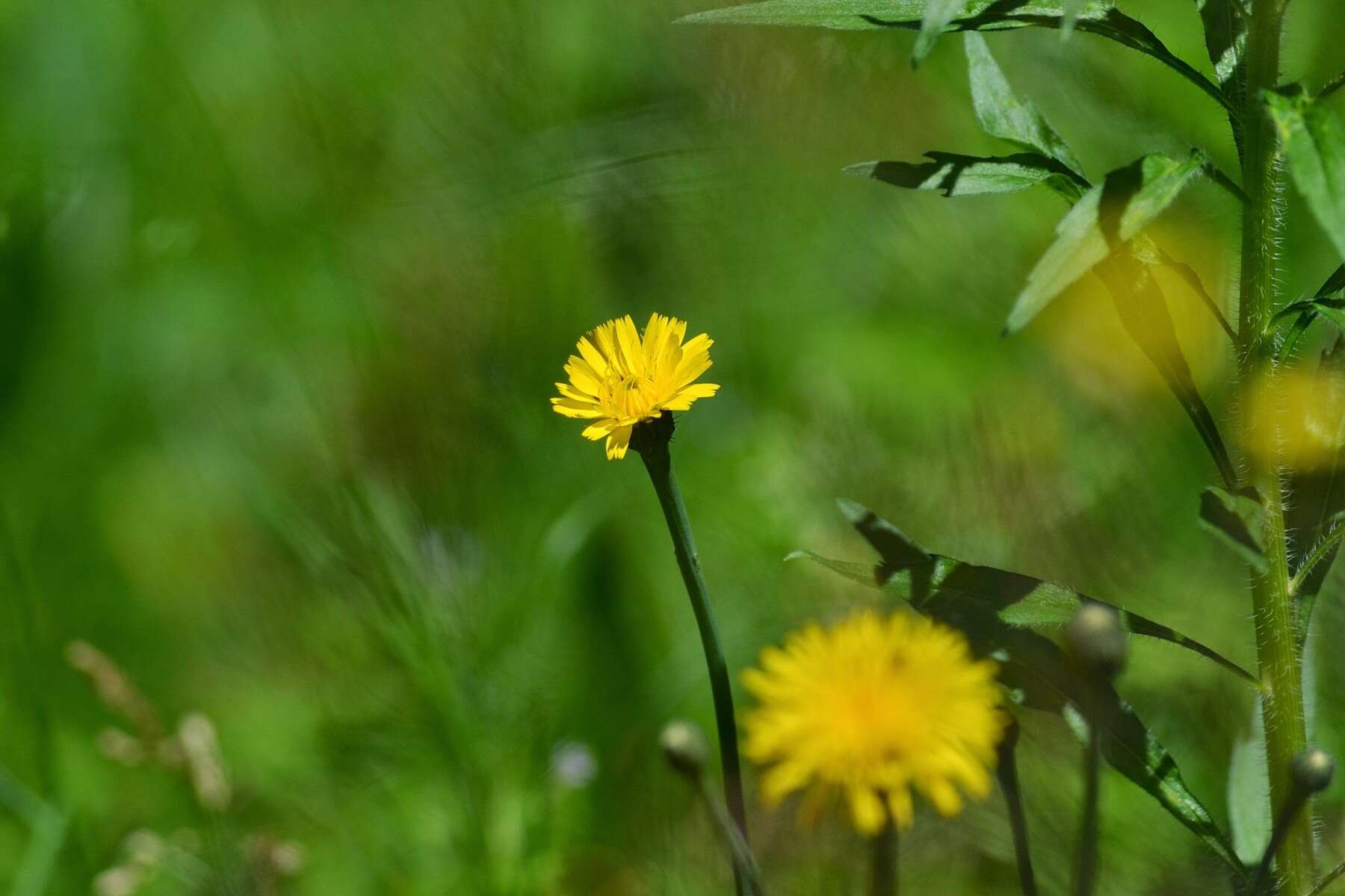 Image of Hairy Cat's-Ear